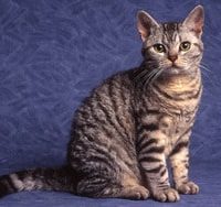 Chat American wirehair