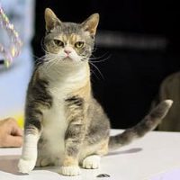 Chat American wirehair