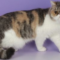 Chat Exotic shorthair