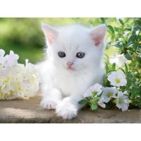 photo de chaton blanc