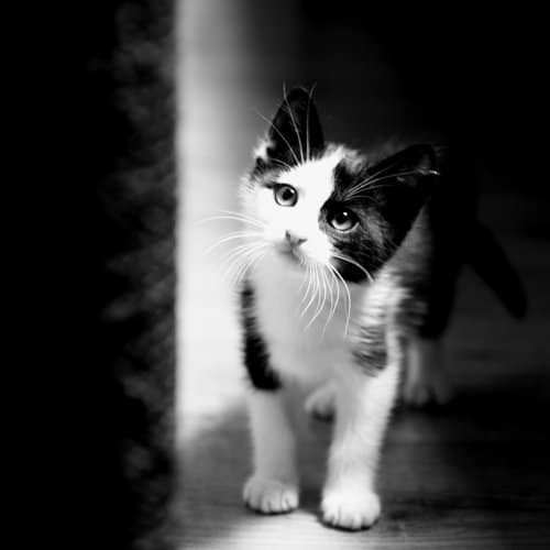 photo de chaton noir et blanc
