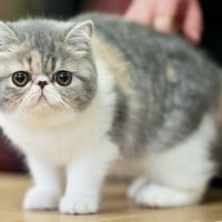 Race chat Exotic shorthair