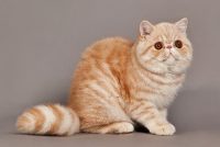 Race chat Exotic shorthair