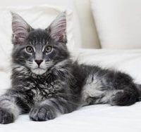 Race chat Maine coon