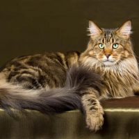 Race chat Maine coon