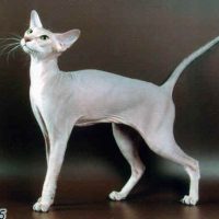 Race chat Peterbald