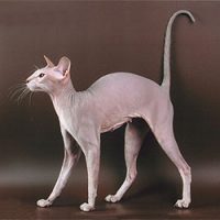 Race chat Peterbald