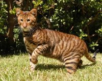 Race chat Toyger